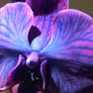 Meet your Posher, Alyson